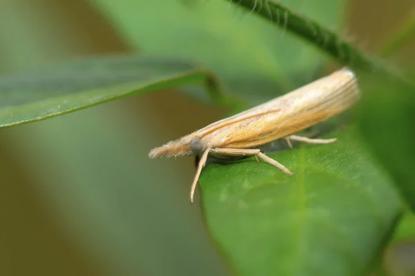 Motteninsekten — Stockfoto