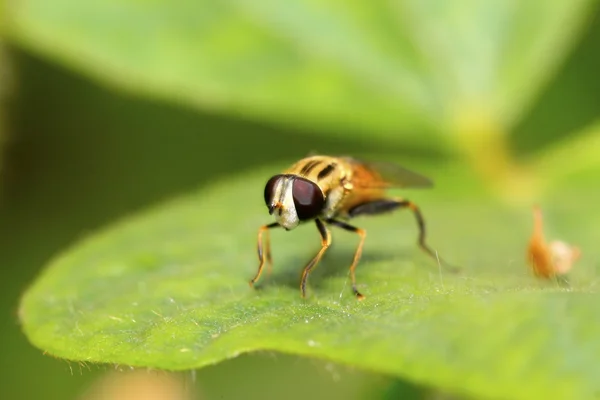 Syrphidae комахи — стокове фото