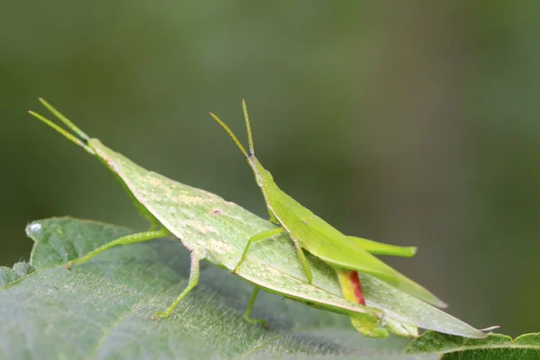 Locust — Stock fotografie