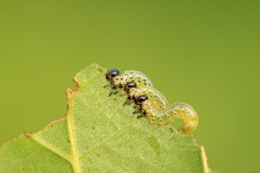 sawfly larva yaprak yeşil üzerinde 