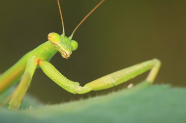 tenodera peygamber devesi