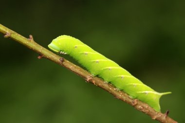 hawkmoth üzerinde vahşi yaprak yeşil fasulye