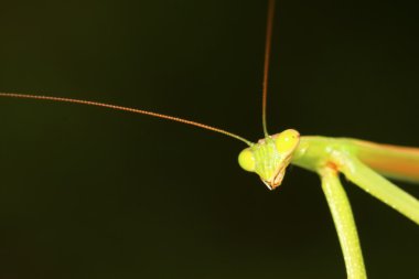 tenodera peygamber devesi