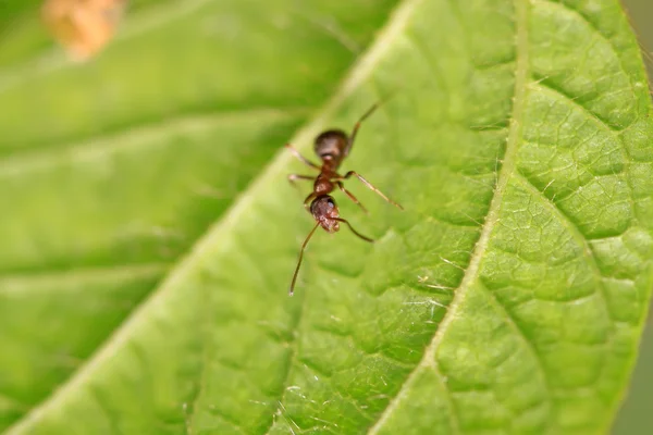 Mrówki merceryzowane Las — Zdjęcie stockowe