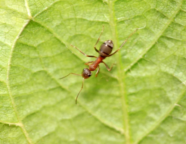Mercerized brown forest ants — Stock Photo, Image