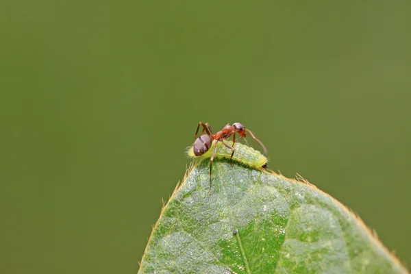 Formigas florestais marrons mercerizadas — Fotografia de Stock