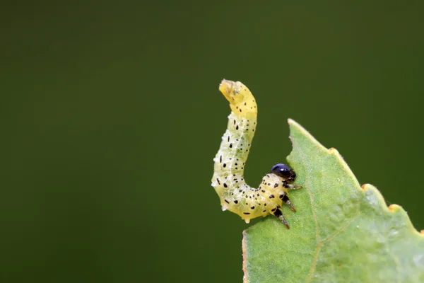 Rozenbladwesp larven op groen blad — Stockfoto