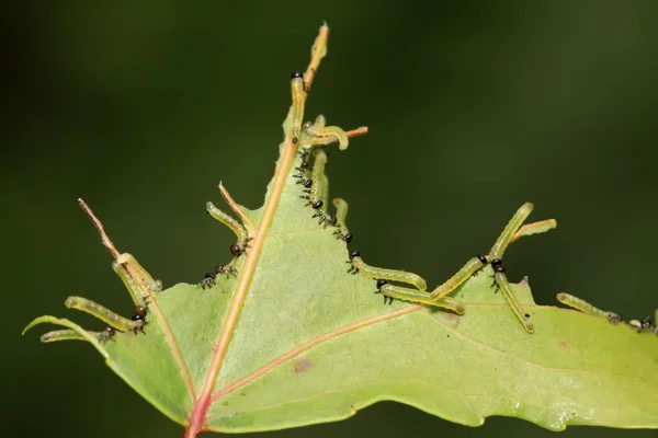 Larvas de serrana sobre hoja verde — Foto de Stock