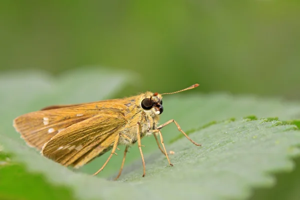 Mariposa. — Foto de Stock