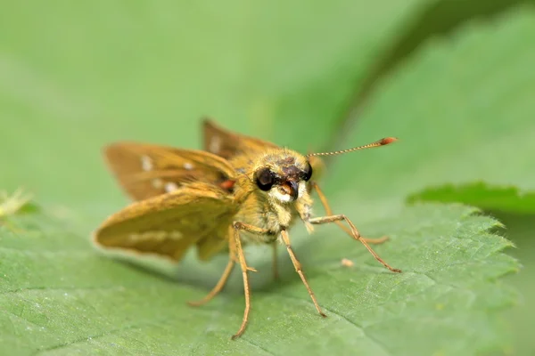 Schmetterling — Stockfoto