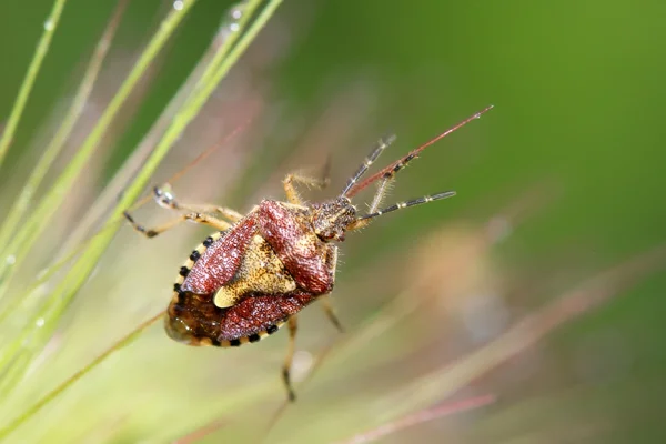 Stinkbug on green leaf — Stock Photo, Image