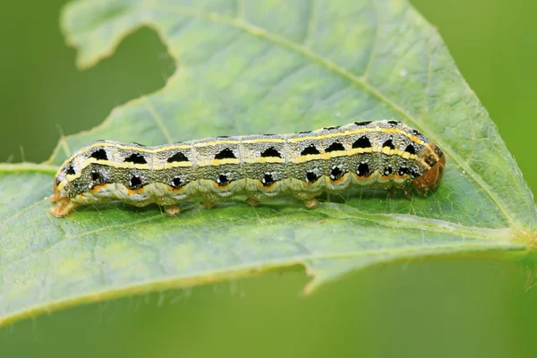 Kelebek böcek larvaları 