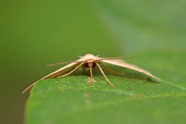 Insectos-traça — Fotografia de Stock