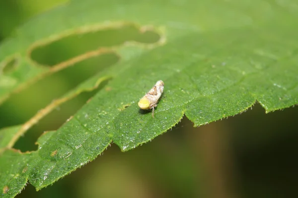 Leafhopper — Stock Photo, Image