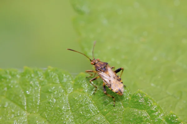 Stinkbug on green leaf — Stock Photo, Image