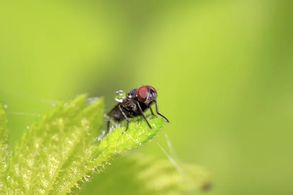 Mosche insetti sulle foglie — Foto Stock