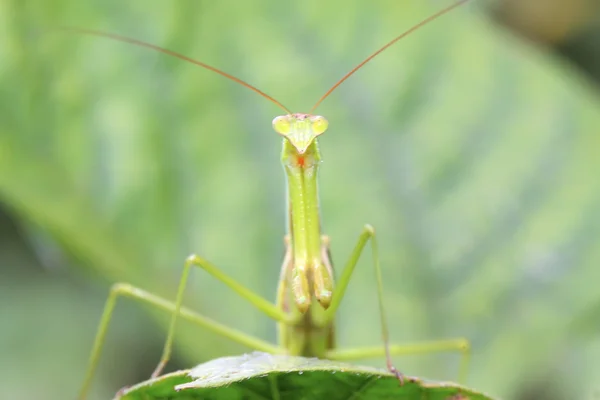 Tenodera mantis — Foto de Stock