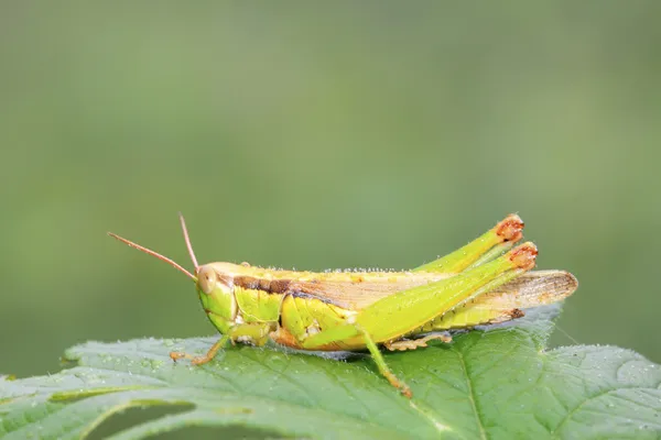 Locusts on green leaf in the wild — Stock Photo, Image