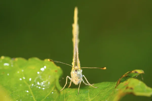 Bílý crataegi — Stock fotografie