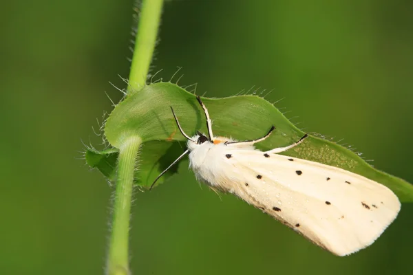 Nachtvlinder insecten — Stockfoto