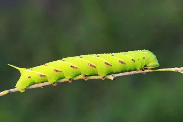 Fazole hawkmoth — Stock fotografie