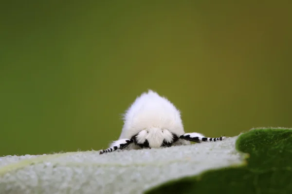 Polilla tussock — Foto de Stock