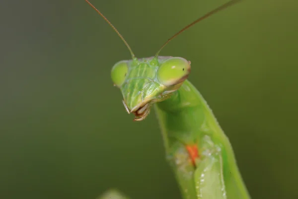 Tenodera mantis — стокове фото