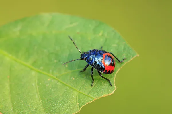 緑の葉に黒カメムシ幼虫 — ストック写真
