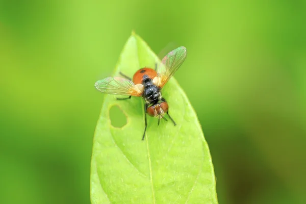Flies insects on the green leaves — Stock Photo, Image