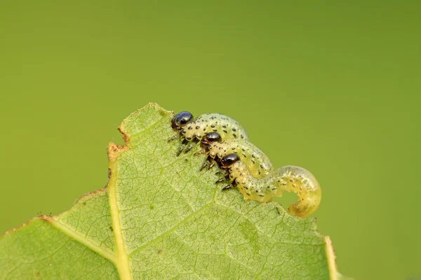 Larvas de serapilheira na folha verde — Fotografia de Stock