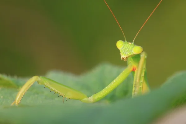 Tenodera mantis — Foto de Stock