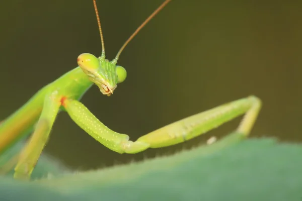 Tenodera mantis — стокове фото