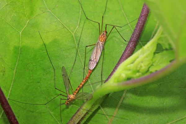 Hmyz komáři páření na zelený list — Stock fotografie