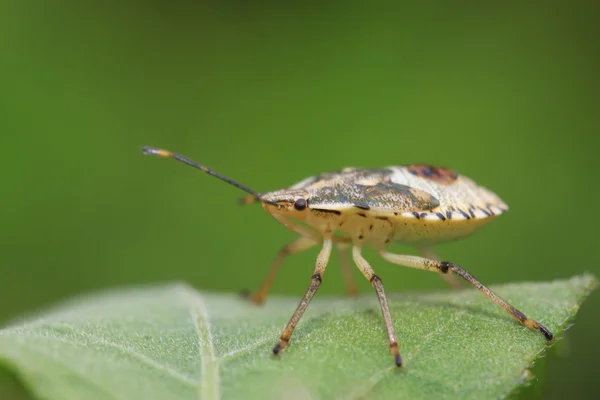 Stinkbug op groen blad — Stockfoto