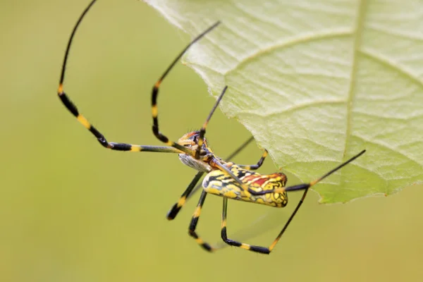 Spider — Stock Photo, Image