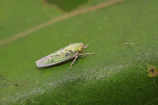Leafhopper — Φωτογραφία Αρχείου