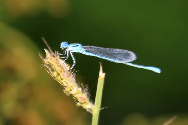 Libélula — Fotografia de Stock