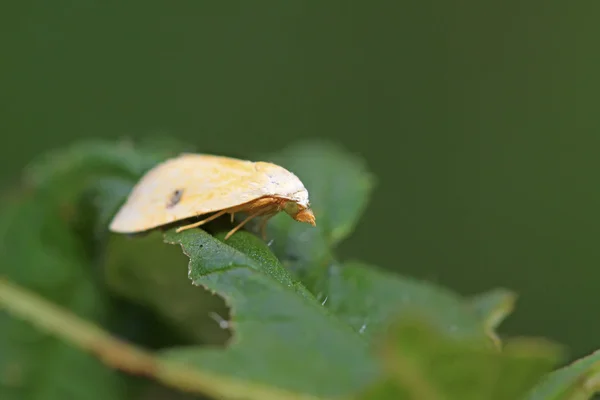 Insectos polilla —  Fotos de Stock