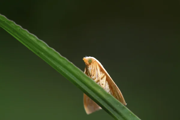 蛾昆虫 — ストック写真
