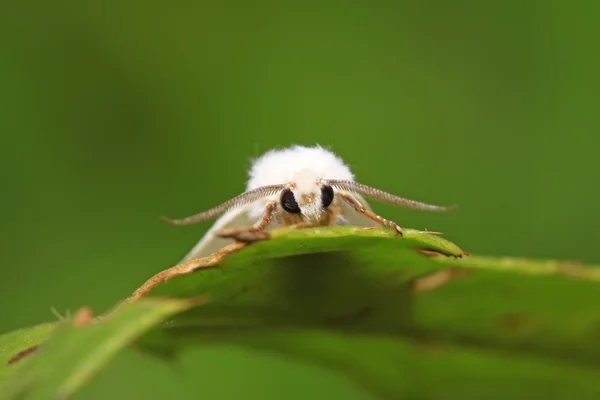 Nachtvlinder insecten — Stockfoto