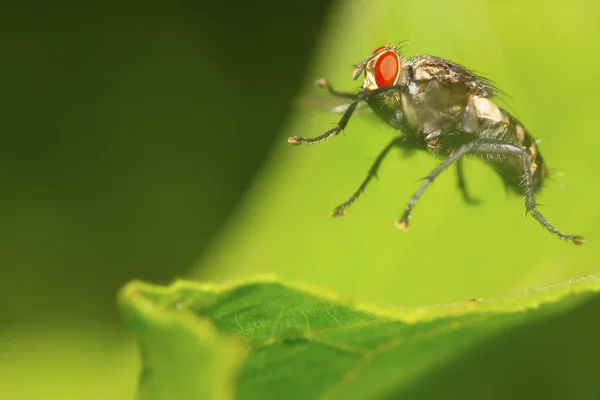 Closeup of jumping flesh fly — Stock Photo, Image