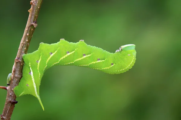 Φασόλια hawkmoth σε πράσινο φύλλο στην άγρια φύση — Φωτογραφία Αρχείου