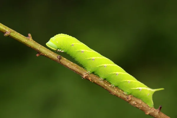 Fazole hawkmoth na zelený list v přírodě — Stock fotografie