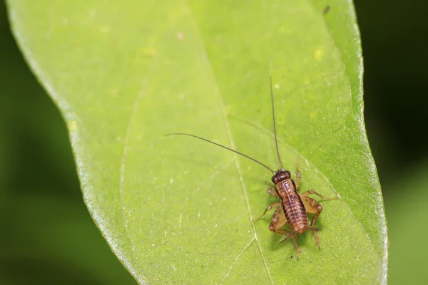 Gryllidae hmyzu larva — Stock fotografie