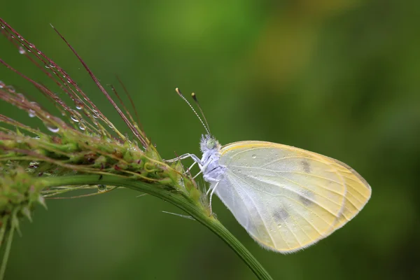 White crataegi — Stock Photo, Image