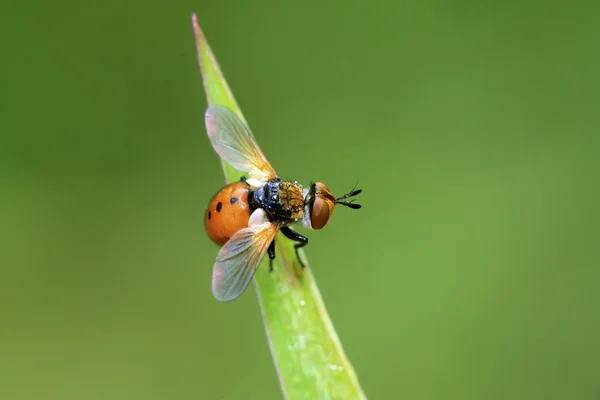 Moscas insectos en las hojas verdes —  Fotos de Stock