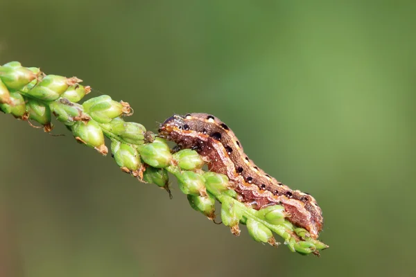 Larvas de insetos borboletas — Fotografia de Stock