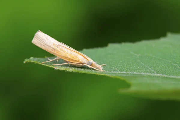 Insectos-traça — Fotografia de Stock