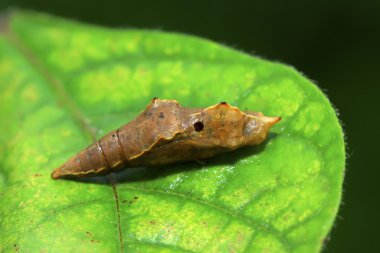 Kelebek pupa kabuk