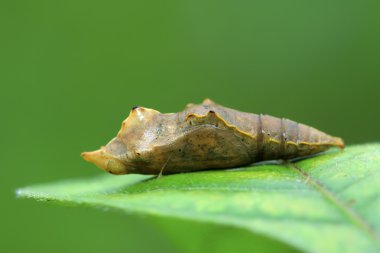 Kelebek pupa kabuk